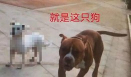 大狗最新爆料视频大全,揭秘热点事件背后的真相